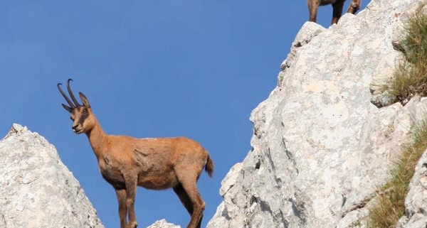 Two chamois climbing rocks in the Abruzzo National Park, Italy. The chamois, with his ability to climb impossible cliffs and thrive on scarce resources, is a metaphor for mountain-bred startups. Ph. V. Mastrella