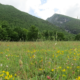 Conservazione della natura
