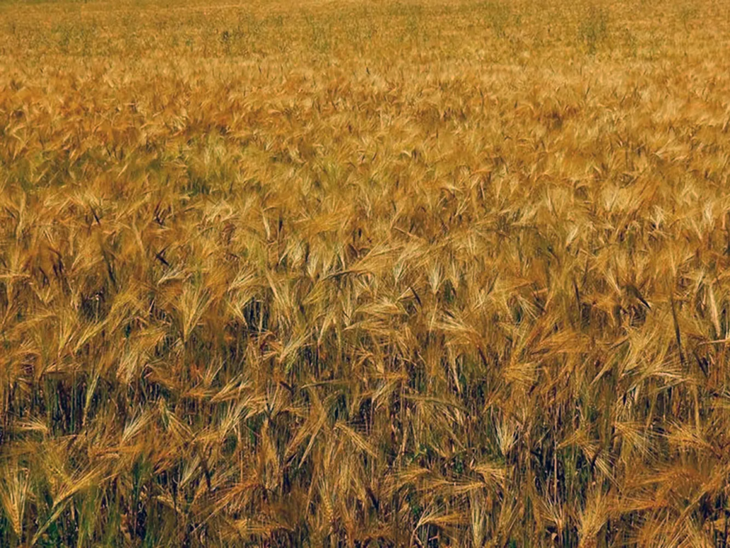 sicurezza alimentare
