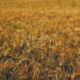 sicurezza alimentare